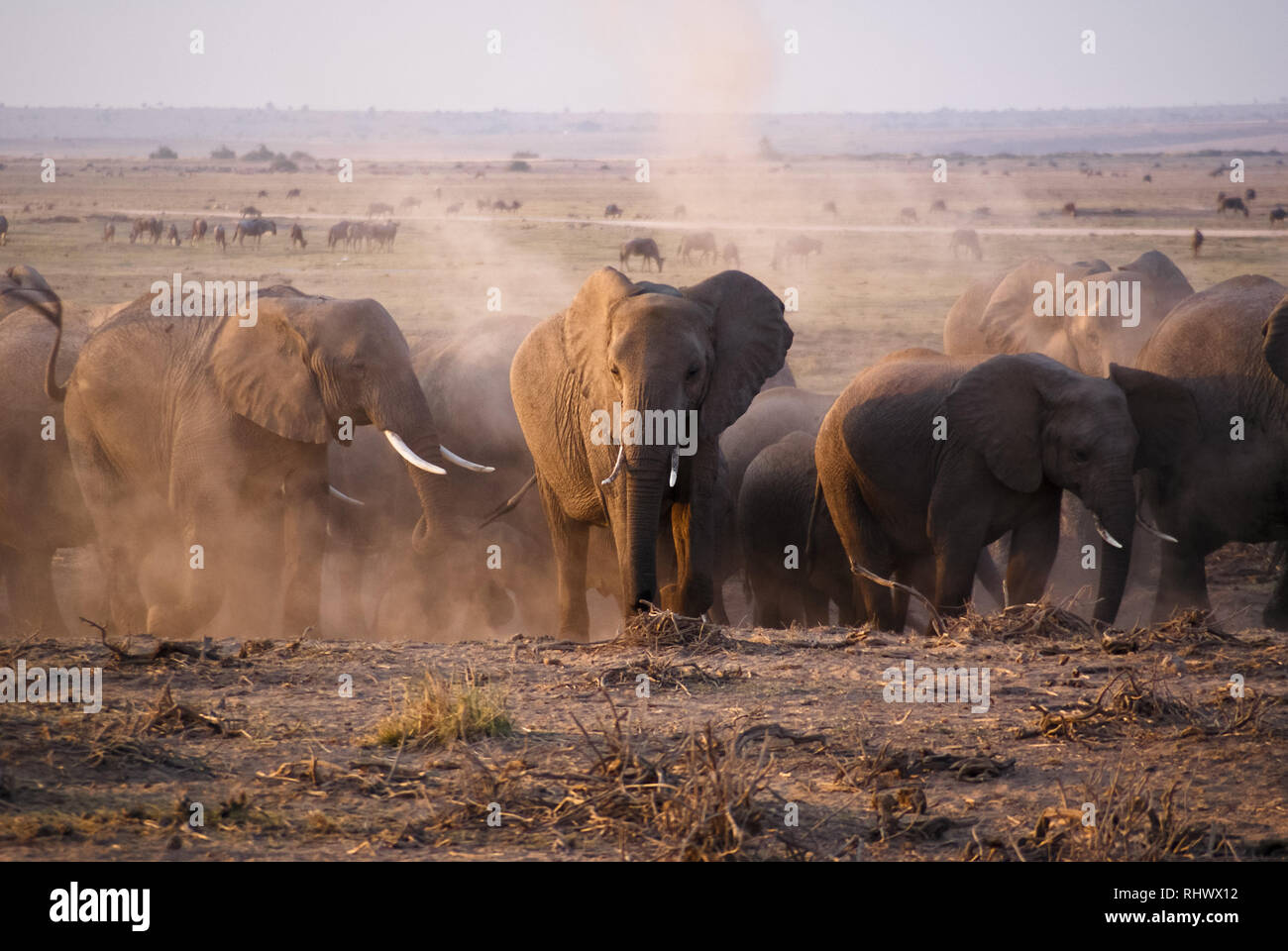 Elephant herd in Amboseli National Park Stock Photo