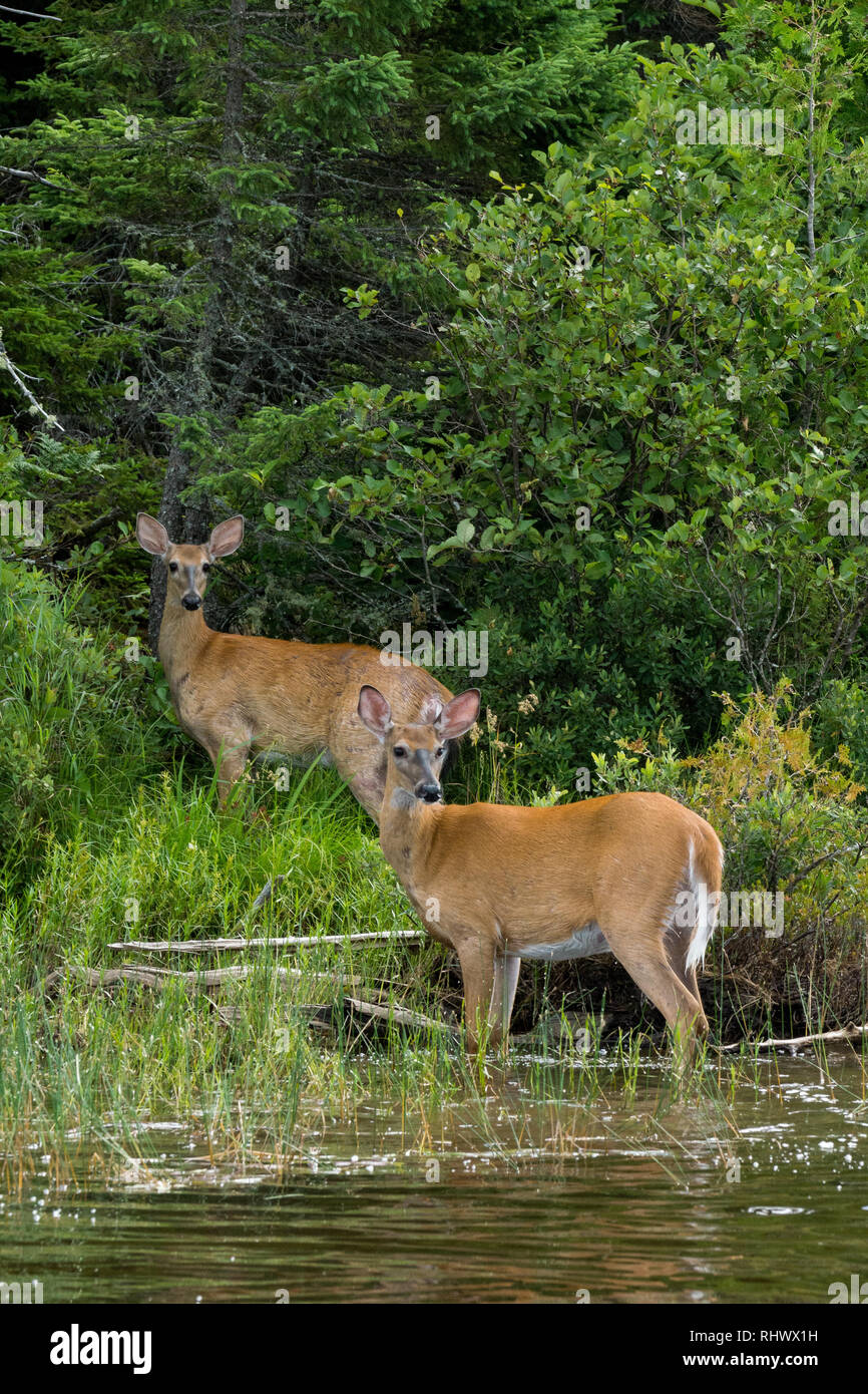 two deers carefully watching the approaching tourist boat at Moosehead Lake, Maine Stock Photo