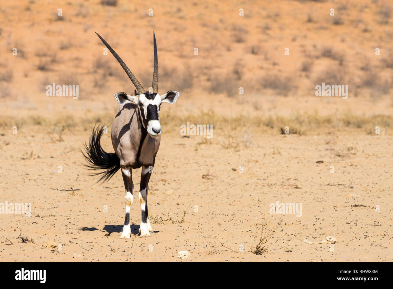oryx in the desert of Kalahari Stock Photo