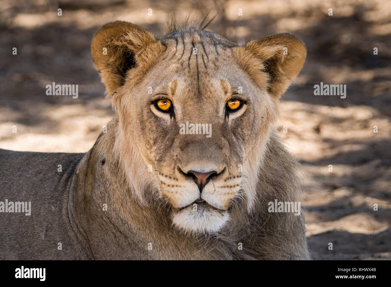 a wonderful young male Kalahari Lion Stock Photo