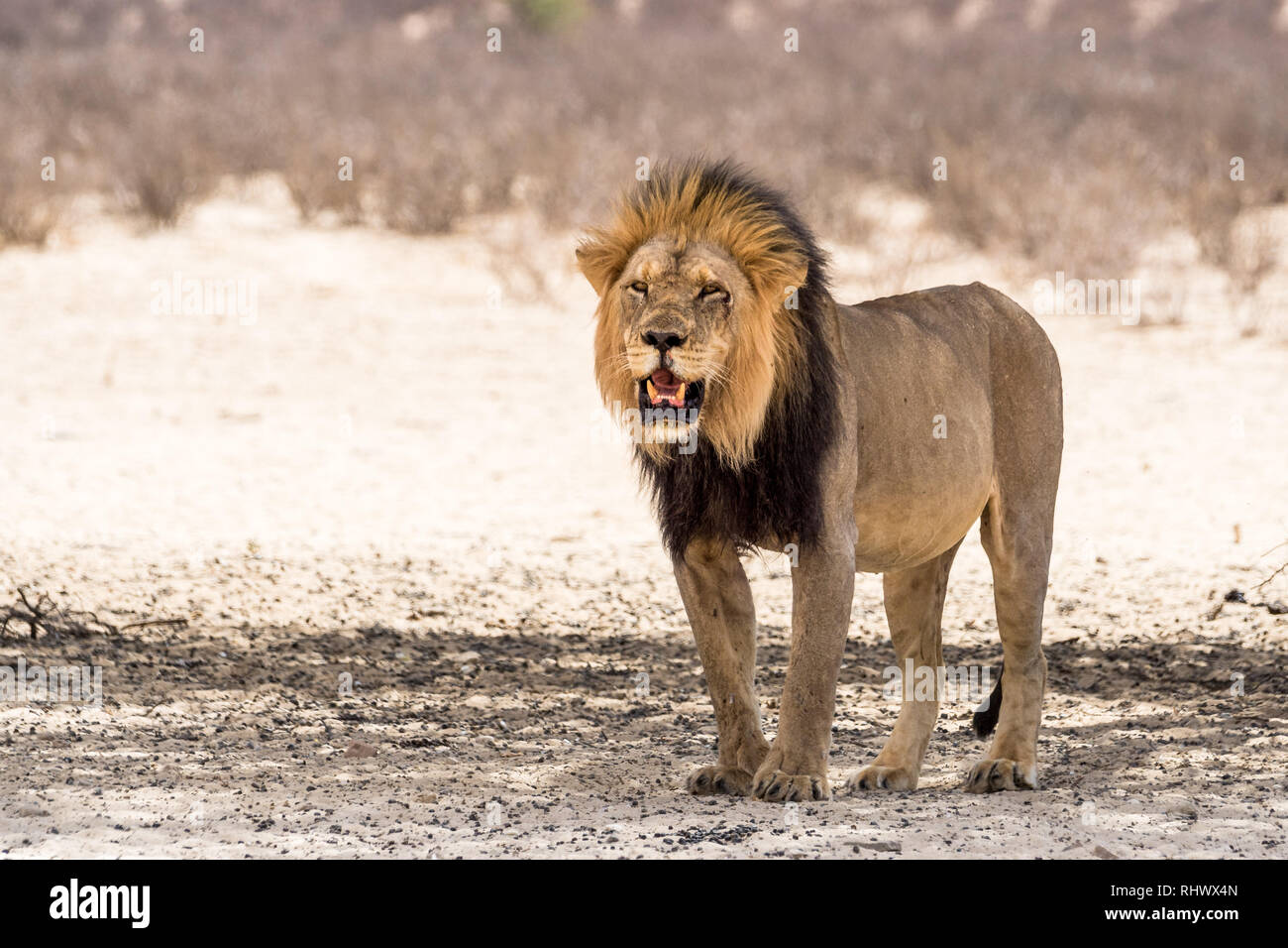 a wonderful male Kalahari Lion in Kgalagadi Transfrontier Park, South Africa Stock Photo