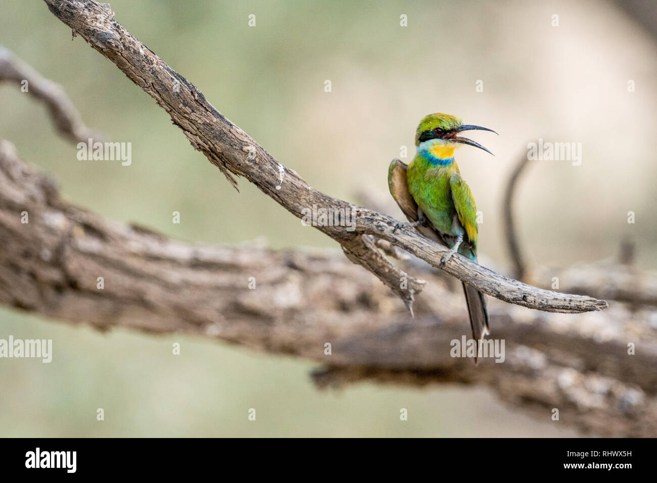 a wonderful Bee-eater in the Kalahari Stock Photo