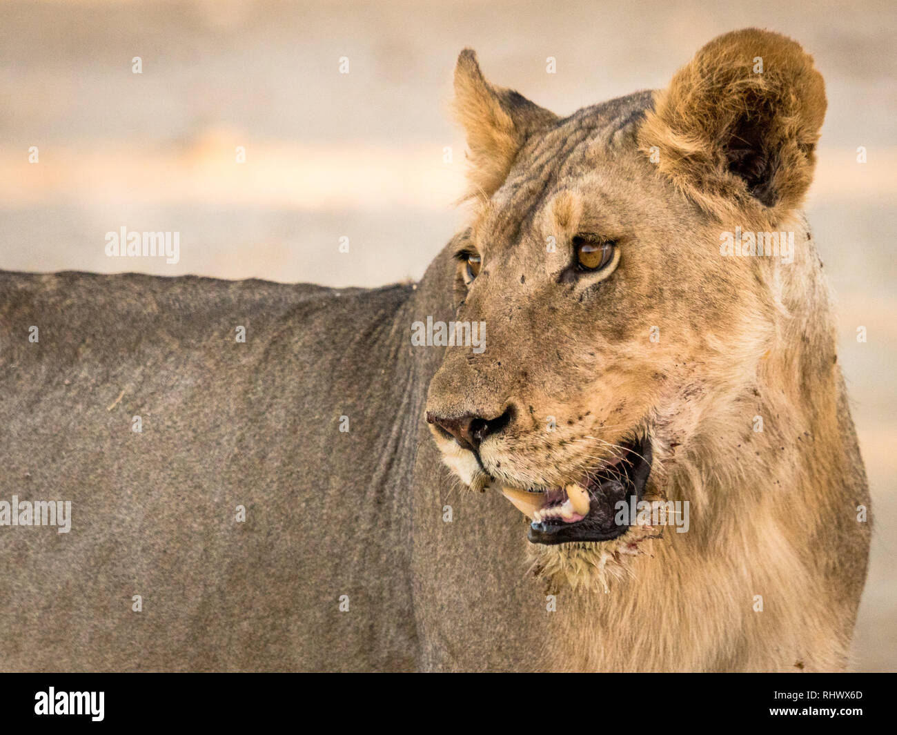 a young male lion approaching the waterhole through the dry riverbed of Auob River Stock Photo