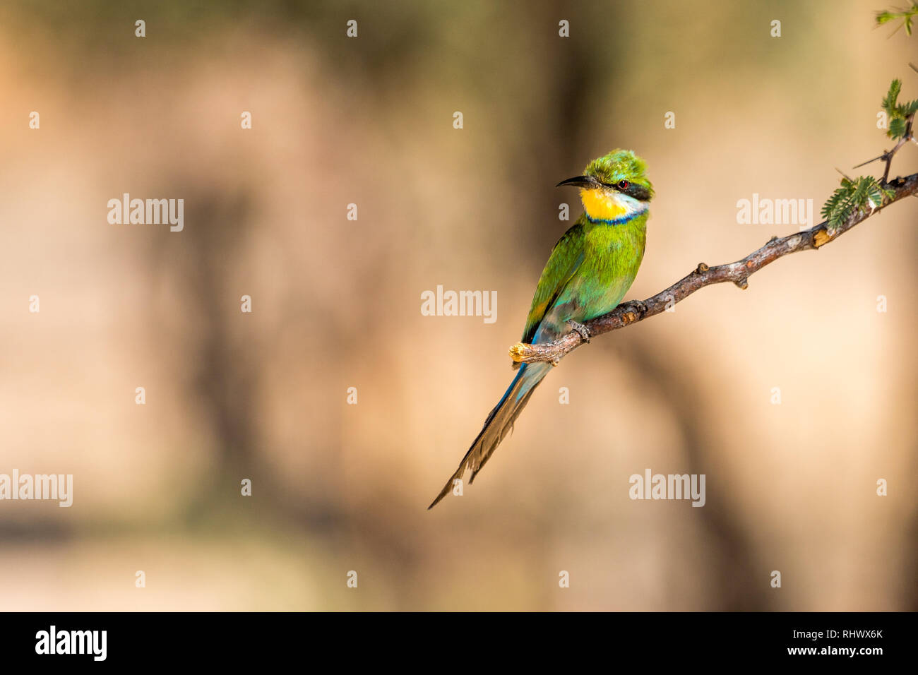 A beautiful little bird in the Kalahari Desert Stock Photo