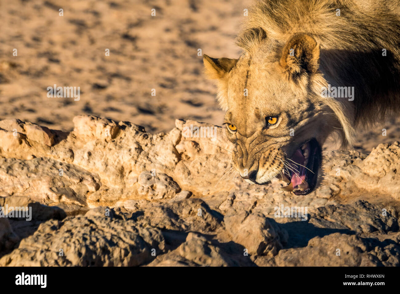 As this young male lion was approaching the Waterhole he was hissing about his own mirror image. Stock Photo