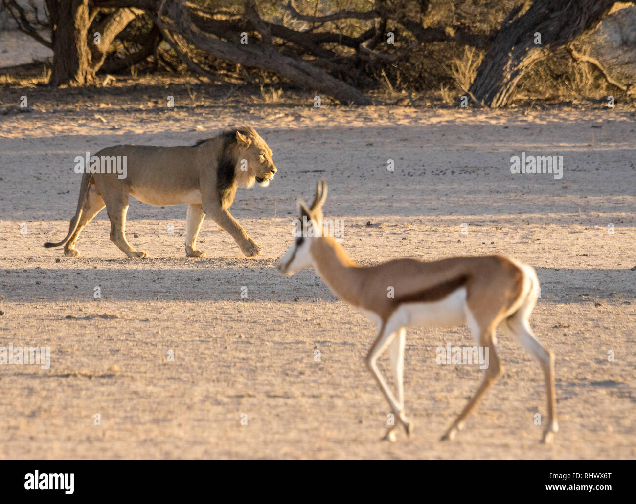 a young male lion approaching the waterhole through the dry riverbed of Auob River. Crossing it's path is a springbok Stock Photo