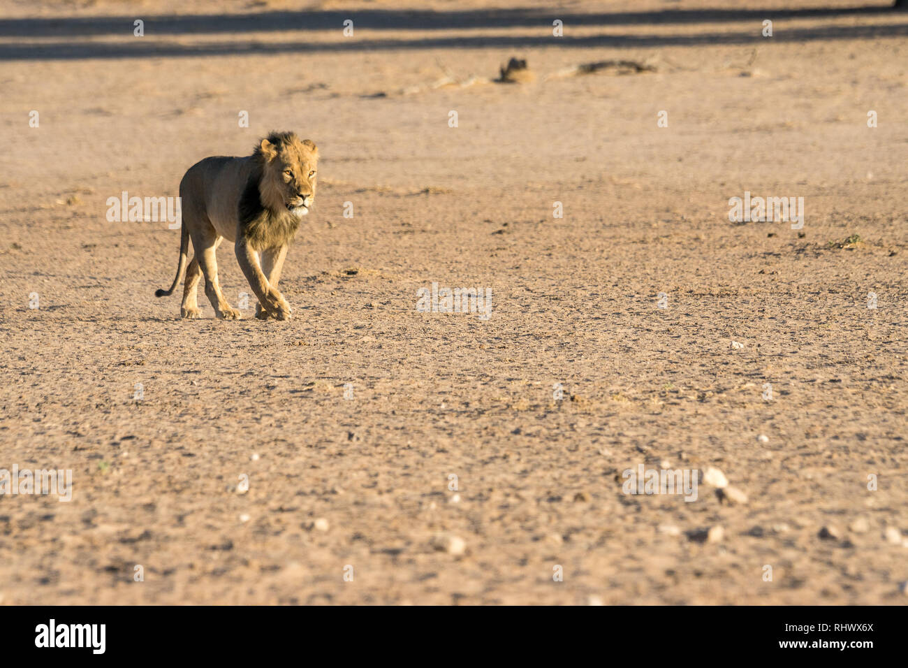 a beautiful male lion approaching a waterhole through the dry riverbed of Auob River Stock Photo