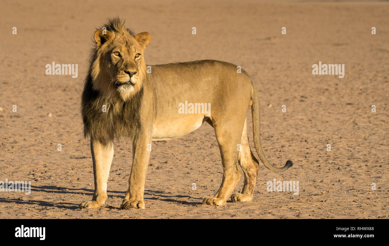 powerful young male lion on his solitary morning stroll a long the dry Auob River Bed Stock Photo