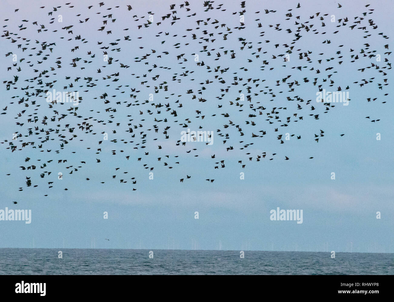 8 Amazing Albatross Facts, image size:1300x998