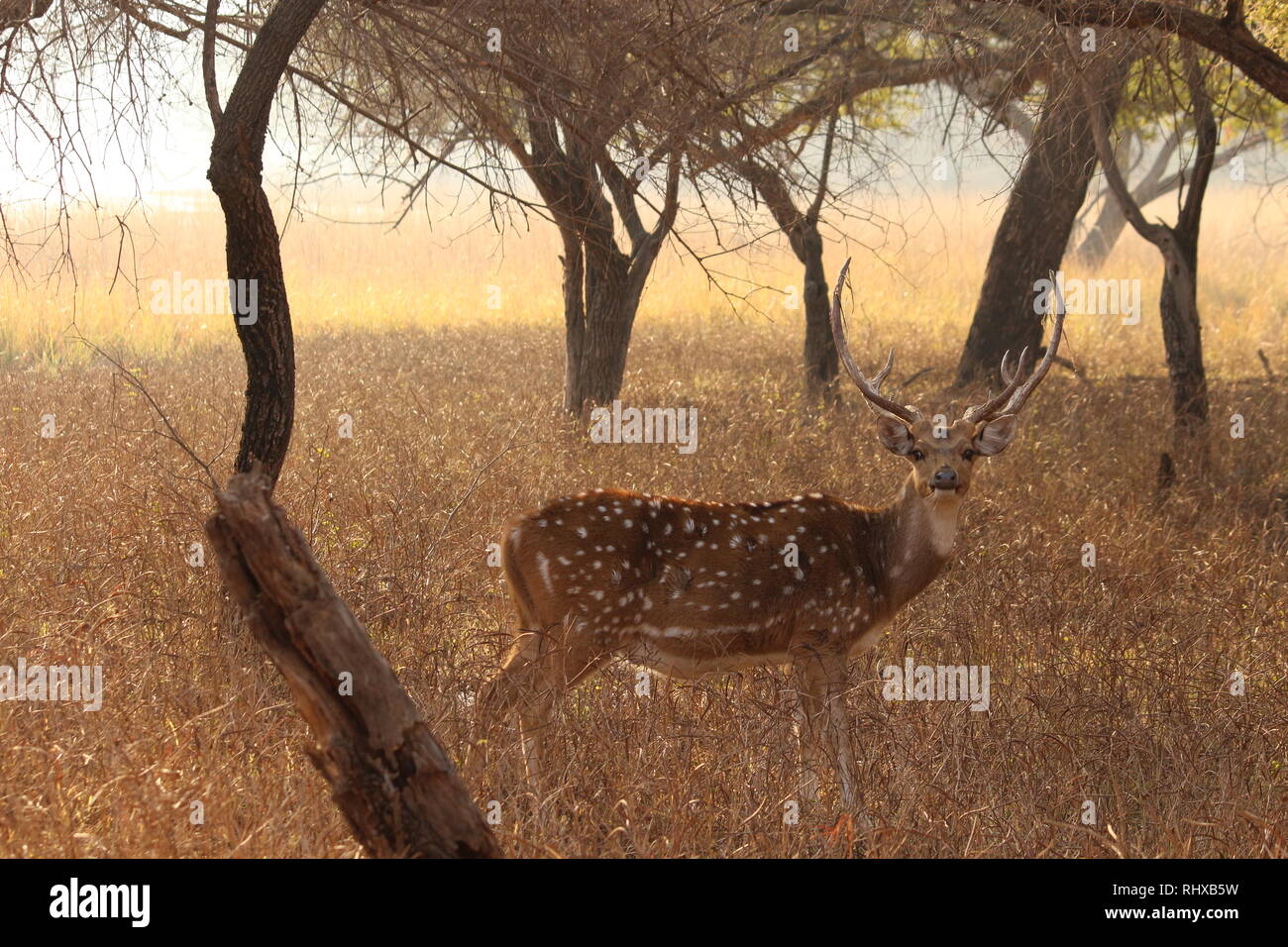Spotted deer on Ranthambore Stock Photo