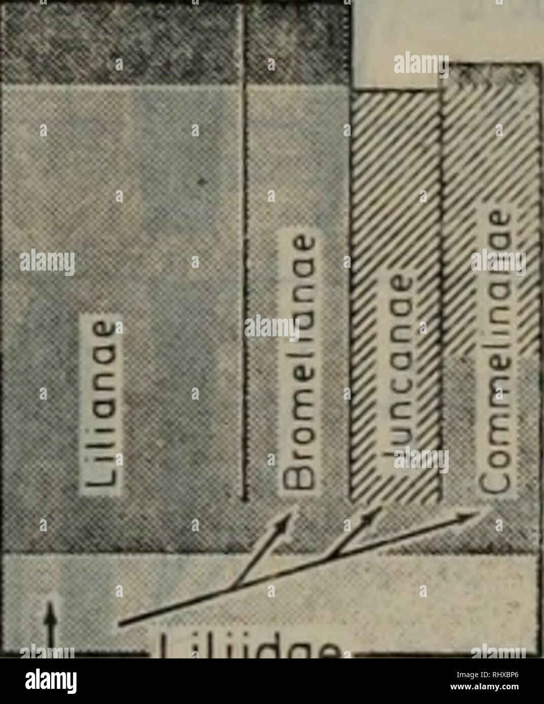 Aeae High Resolution Stock Photography And Images Alamy