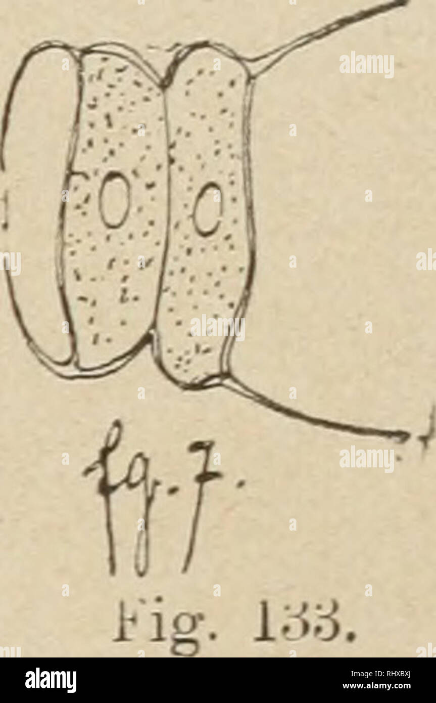. Beitrge zur Kryptogamenflora der Schweiz. 213 [i. altemans (S. alternans Reinsch, Algenfl. Frank. 81, tab. VI, f. 3.) Cellules au nombre de 8, disposees en 2 series alternantes de 4. X apiculatus West, cellules ayant un epaississement en bouton ä leur extremite libre (Journ. Mi er. Sog. 1894.) 7. radiatus (S. radiatus Reinsch, 1. c. f. 6.) Cellules (4) souvent groupees en rayons. Sans doute Dimor- phococci spec. vid. sub. Dimorphococco. 5. disciformis. Cellules en petit thalle, 4-ou octocellulaire, polyedriques par conipression. Marecages, etangs. bords des lacs, (commun). Bords du lac de Co Stock Photo