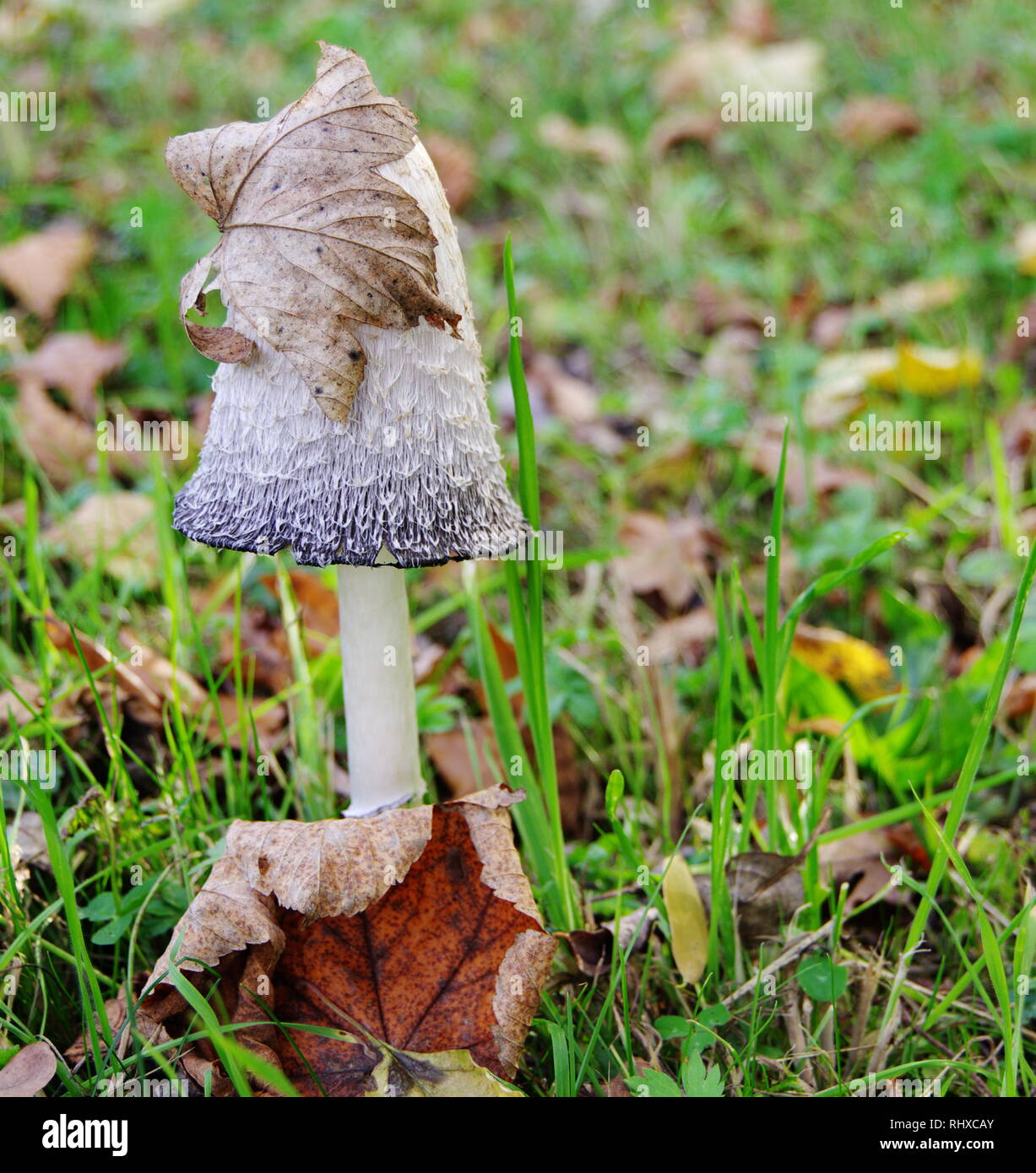 lonely mushroom in the meadow with autumn leaves Stock Photo