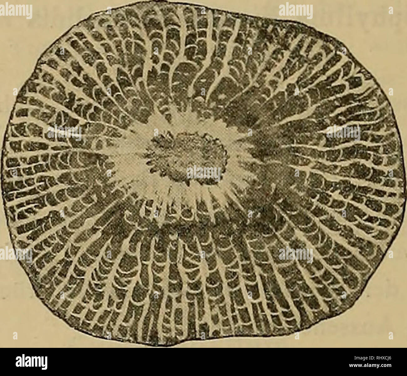 . Beiträge zur Paläontologie und Geologie ÖsterreichUngarns und des