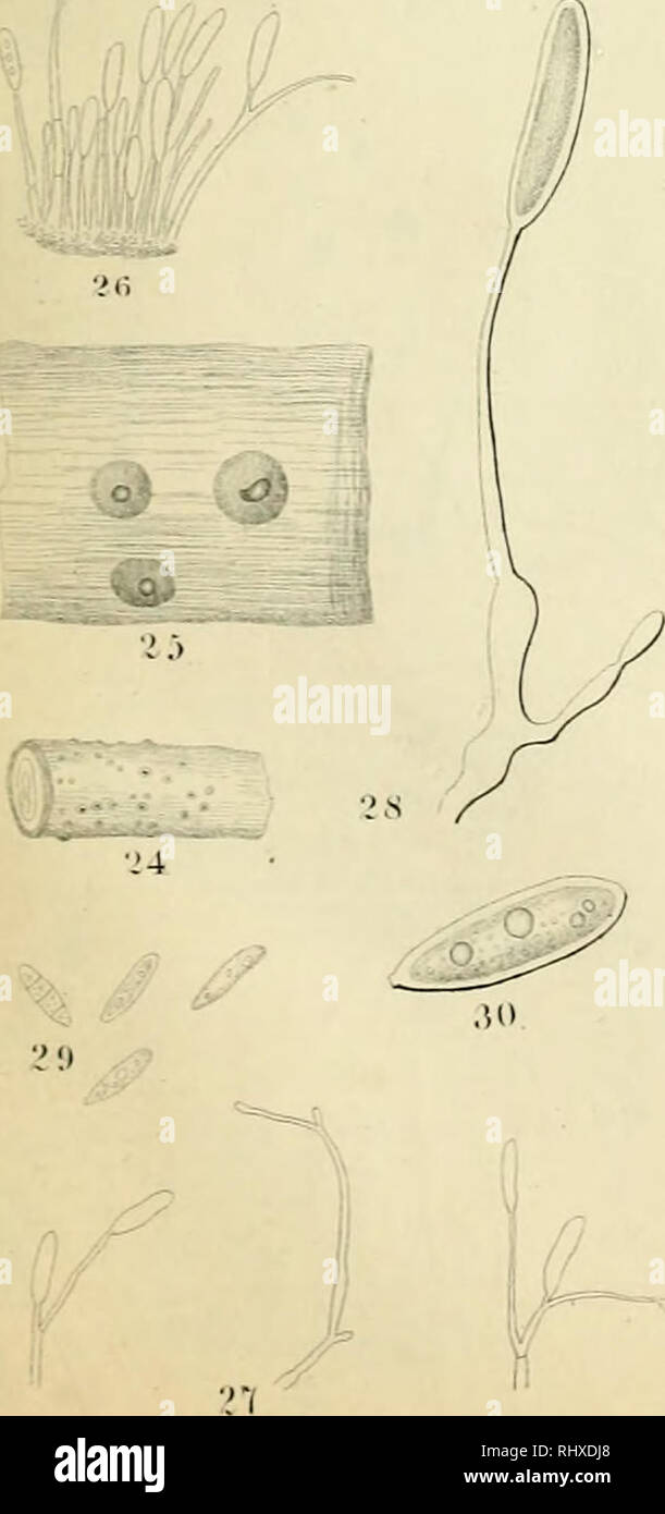 . Beiträge zur mykologie. Fungi. ji J 31 ^5 J4 ,!,) &quot;i;^ V 11 U 12 IS &quot;^l 41 li) ip 20 Mi M 40 O % ® 4.^ i CJf .!.') .==£ n &lt;^. Please note that these images are extracted from scanned page images that may have been digitally enhanced for readability - coloration and appearance of these illustrations may not perfectly resemble the original work.. Fresenius, Georg, 1808-1866. Frankfurt a. M. : Bei H. L. Brönner Stock Photo