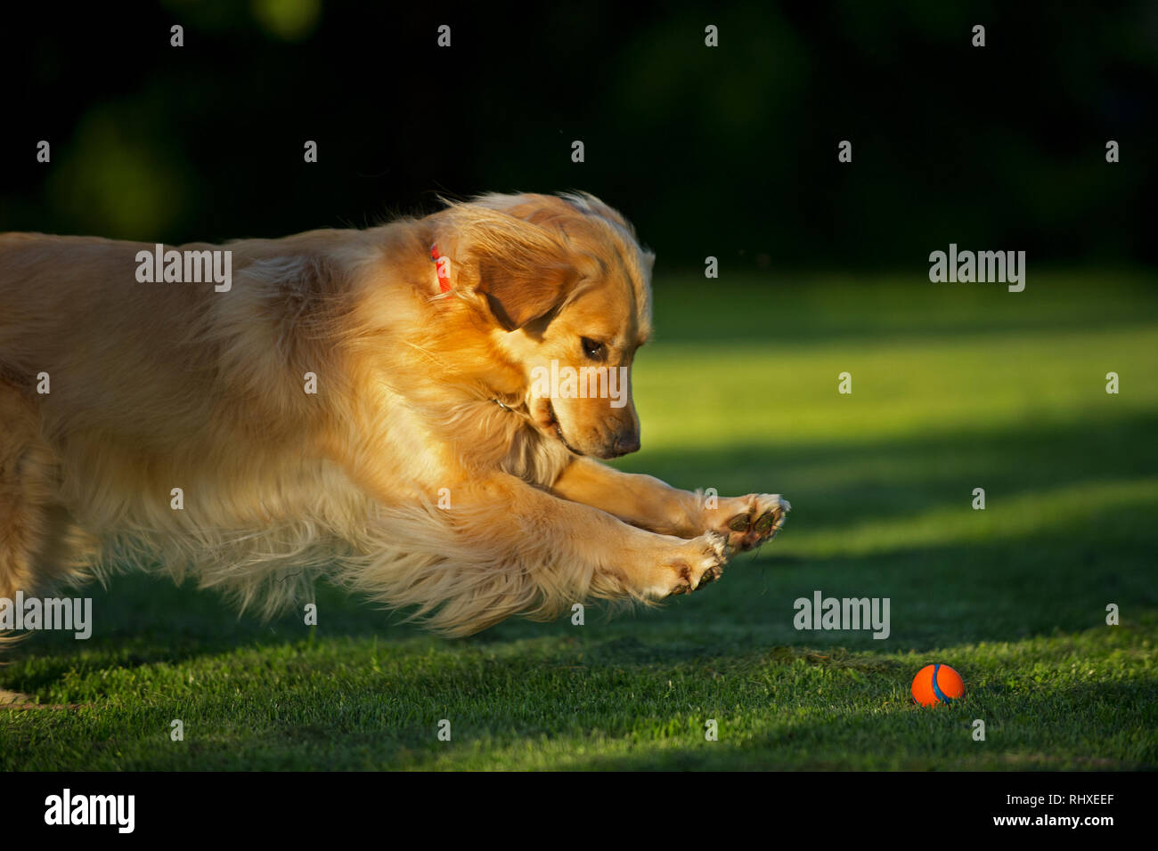Golden Retriever Ball Stock Photos & Golden Retriever Ball Stock Images Alamy