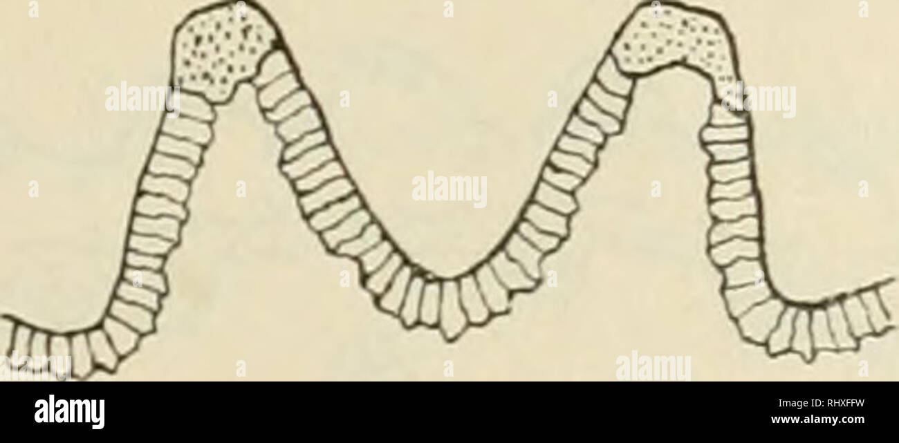 . Beitrge zur Biologie der Pflanzen. Plant physiology; Plants. deutende Volumenverringerung ermöglicht Fig. 24. Veränderung des Stanim- querschnitts bei Volunien- veningerung bei einigen Formen des Typus IV, wird, indem hier der innere Ring (im Quer- schnitt) infolge seiner Schwäche leichter imstande ist, sich zu ver- biegen, so daß durch ihn der Veränderung des Durchmessers des Stammes kein allzugroßes Hindernis in den Weg gelegt wird, während seine primäre, mechanische Funktion bestehen bleibt. (Beispiel: 8e- taria argentina Mez). An dieser Stelle mag eingehender, als oben geschehen konnte,  Stock Photo