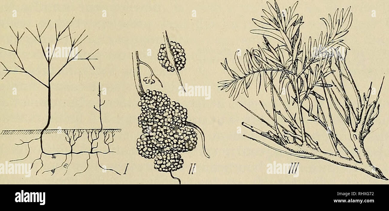 . Beihefte zum botanischen Centralblatt. Plants. Fig. 3. I, Courbe des accroissements intercalaires d'un entrenreud de la tige de Htppo- pliae rhamnoides — en abcisses, des long, proportionnelles aux distances au sommet de l'entrenoeud; en ordonnees, des dimensions proportionnelles aux accroissements des differentes zones. II, Courbes d'accroissement d'une plantule pendant 24 h. lieures, ä partir de 6 h du matin; eE, de la tigelle; rR, de la radicule; s, ä 6 heures du soir. Ramification de la tige. Vers la fin de la premiere annee, la tige a de 35 ä 45 cm de longueur et parait couchee au nivea Stock Photo