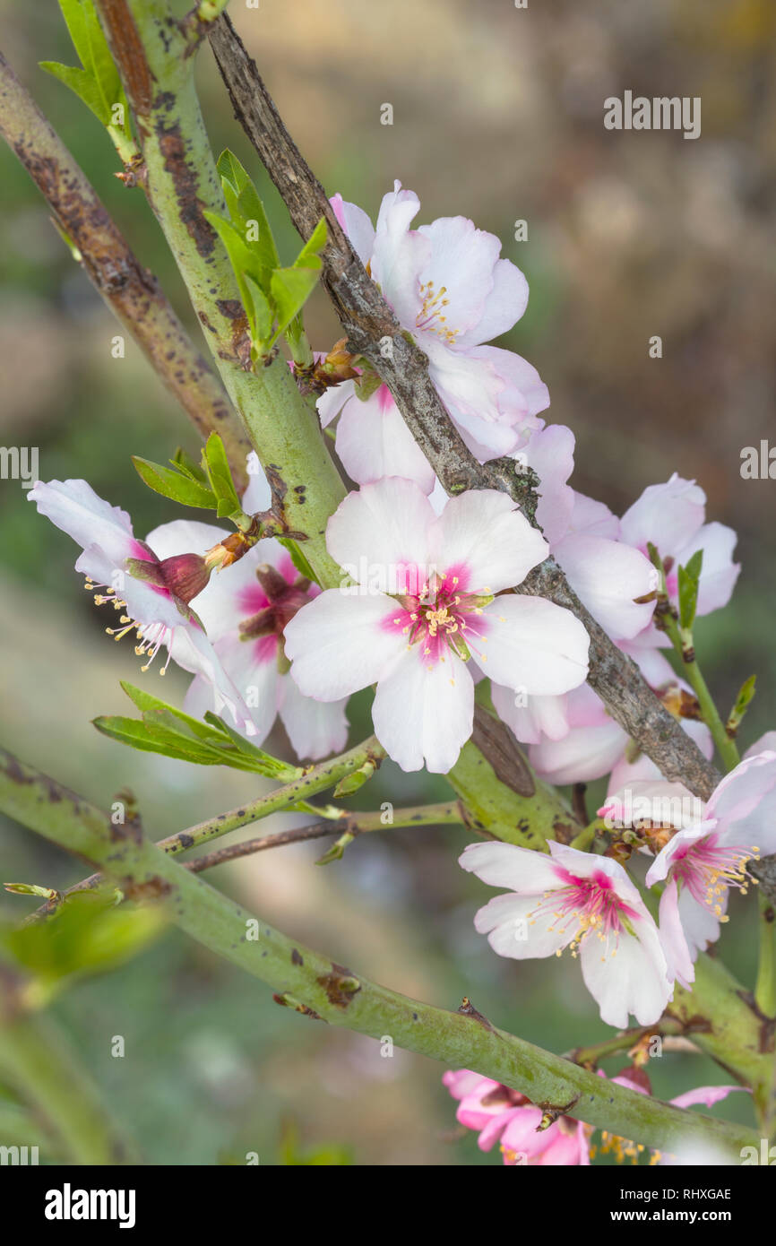 Almond blossom. Prunus dulcis. Stock Photo