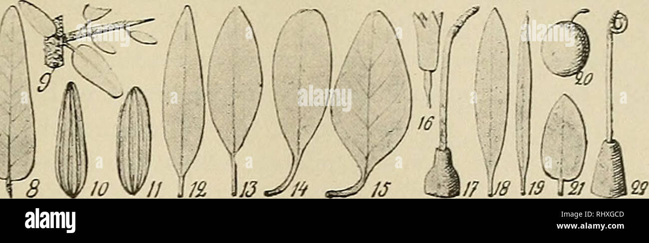 . Beihefte zum botanischen Centralblatt. Plants. Fig. 7. Elaeagnus hortensis M. B. â 1â10, ssp. angustifolia (Schlecht.) Serv.; 1â5, Â« typica Serv.; 8â10, Ã onentalis (L.) Ser^^ (3, fleur sterile; 4, 10, noyau de l'induvie; 5, fruit); 11â12, ssp. Uttoralis Serv.; 13â15, ssp. continentalis Serv. (12, (-&lt; /g-rffl Serv.; 13, fi oblonga Serv.; 14, '/ latifolia Serv.); 16â21, ssp. songorica (Schlecht.) Serv. (17, disque et style de la fleur; 18, c. oxycarpa Serv.; 19â20, (3' microcarpa Serv.; 21, / microphylla Serv.); 22, disque et style de la fleur de ssp. MoorcoftÃ¼ Wall. (Schlecht.) Serv. Ma Stock Photo