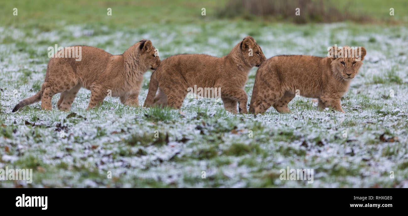 Angola lion in the forest Stock Photo