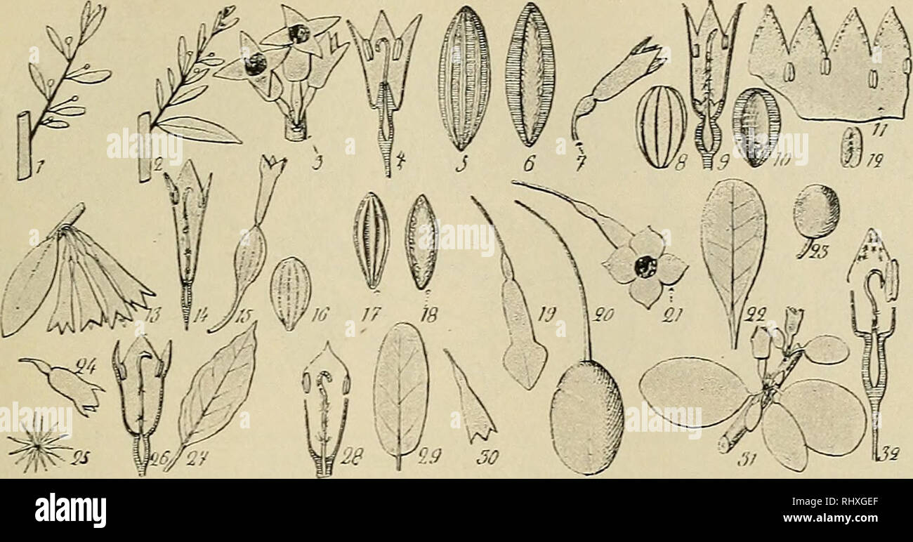 . Beihefte zum botanischen Centralblatt. Plants. Servettaz, Monographie des Eleagnacees. 25 Sectio I. Deciduae.. Fig. 2. Elaeagnus de la section des Deciduae — 1, dessin schematique d'un rameau florifere d'un Elaeagnus de la section des Deciduae; 2, d'un rameau florifere d'un Elaeagnus de la section des Sempervirentes; 3—6, E. iiortensis M. B. (5—6, noyau de Tinduvie); 7—12, E. argentea P. (8 et 10, noyau de l'induvie, vu entier et en section longit.); 13—b, E. ambellataTCog. {b, noyau de l'induvie); 17-21, E. multiflora Thbg. (17 — 18, noyau de l'induvie; 20, induvie; 19, fleur avant ranth Stock Photo