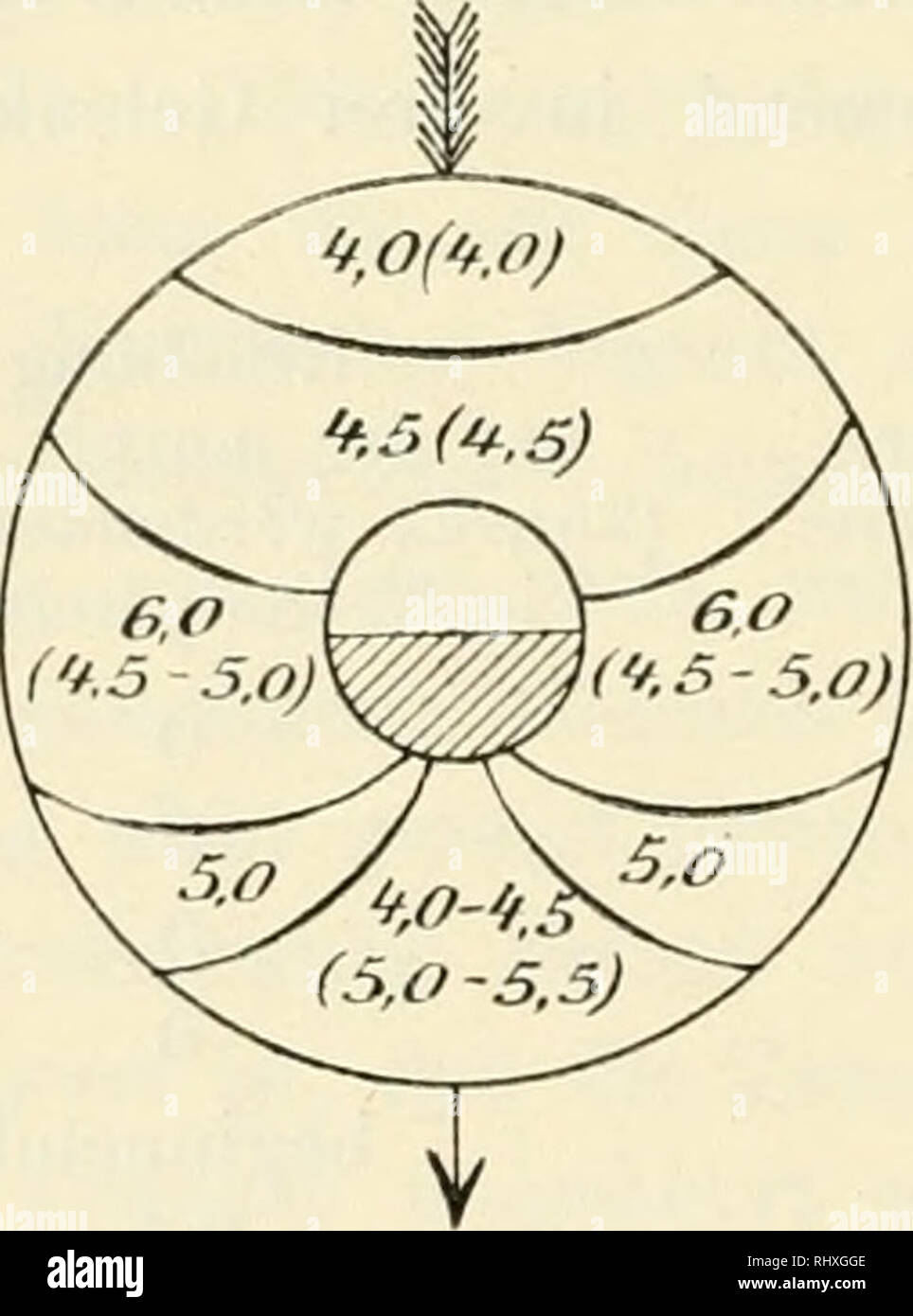 . Beitrge zur Biologie der Pflanzen. Plant physiology; Plants. 190 Hiernach kann die Variation der osmotischen Energie zum Teil auf Exos- mose osmotischer Substanzen oberseits und deren Aufnahme in die Zellen der erdwärts gewandten Hälfte beruhen. Da jedoch die Erhöhung sehr bald einen größeren Wert erreicht als die entgegengesetzte Reaktion, so scheint in den Zellen der Konvexseite fernerhin eine Neu- und Umbildung osmotisch wirkender Stoffe zu erfolgen. Der Annahme, daß die Konvex- seite im ersten Stadium der Reaktion von der konkaven abhängig ist, widerspricht der Umstand nicht, daß der Ein Stock Photo