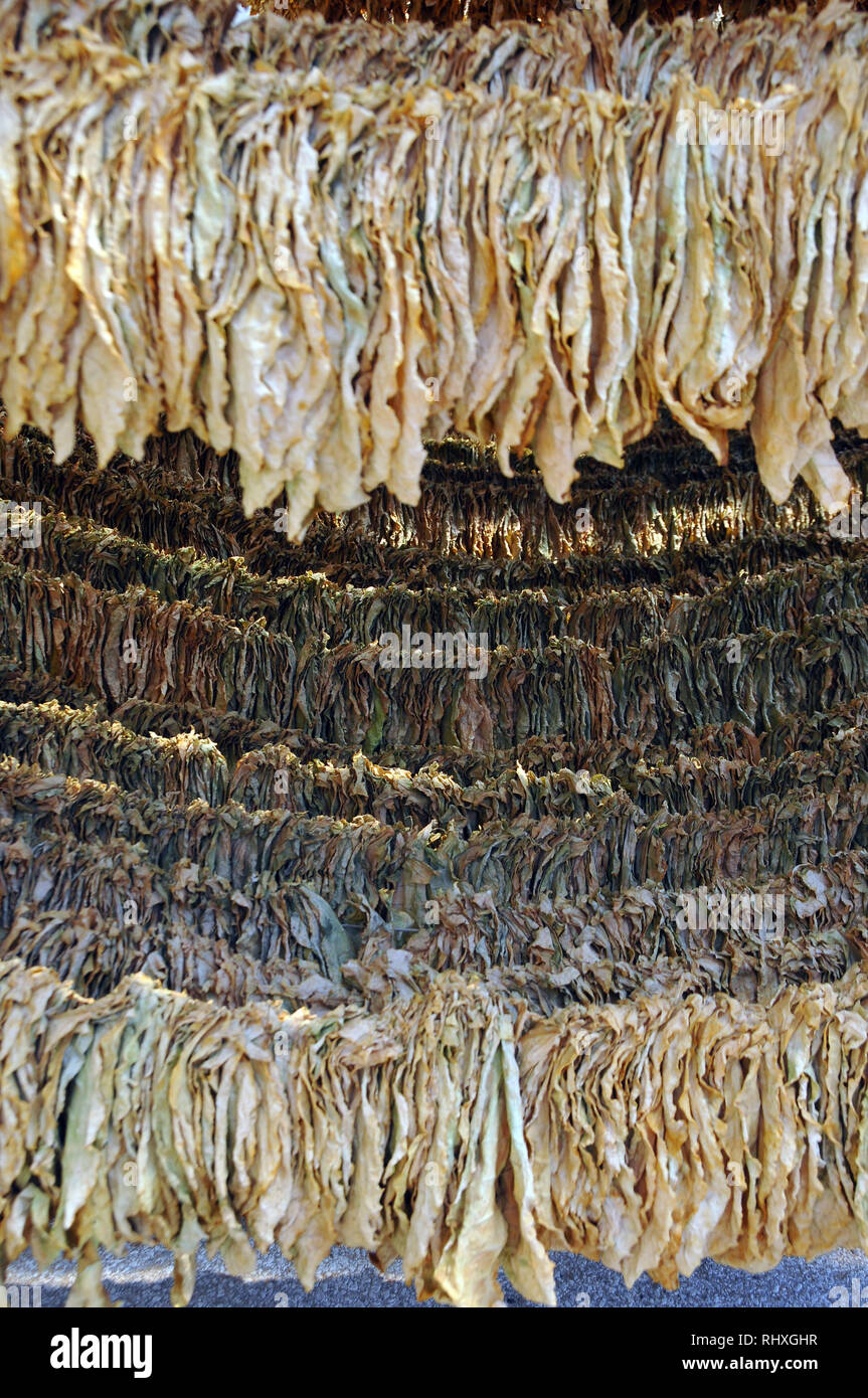 sacred tobacco plant Nicotiana- Midewiwan Sacred Tobacco
