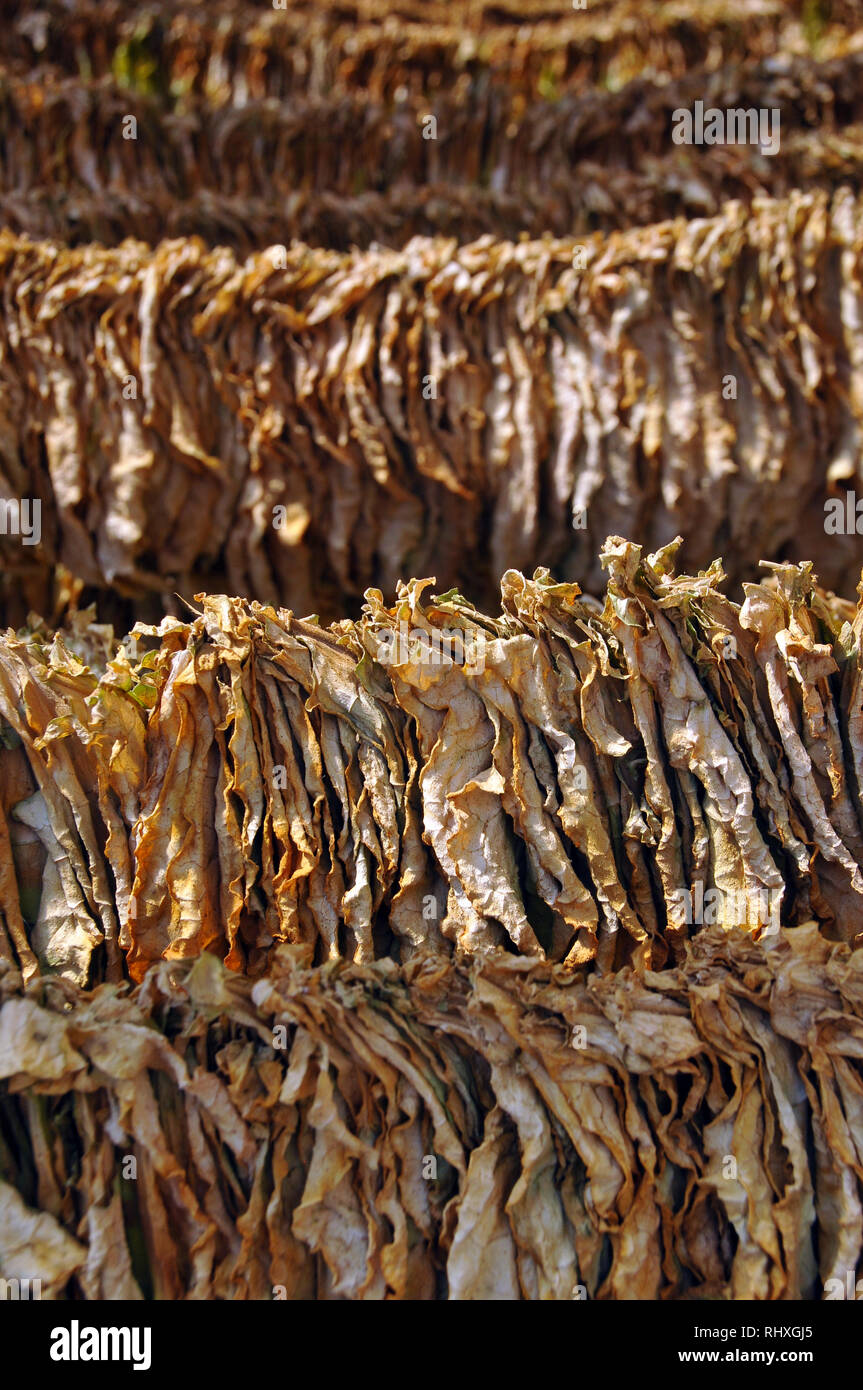 Tobacco leaf drying in the town of Prilep. Macedonia, Europe Stock Photo