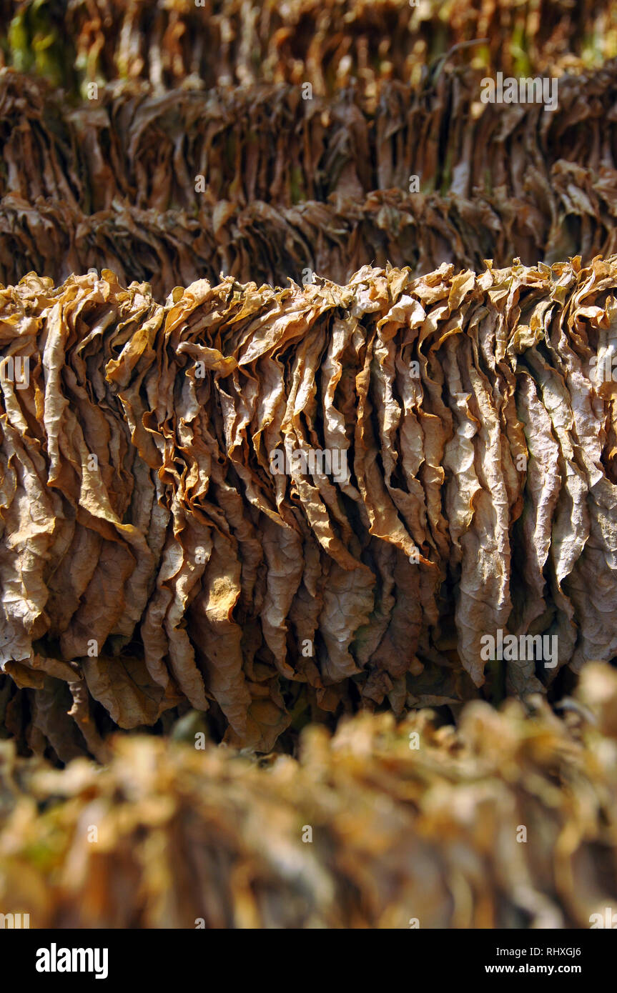 prilep tobacco Museum  ERIH Tobacco leaf drying in the