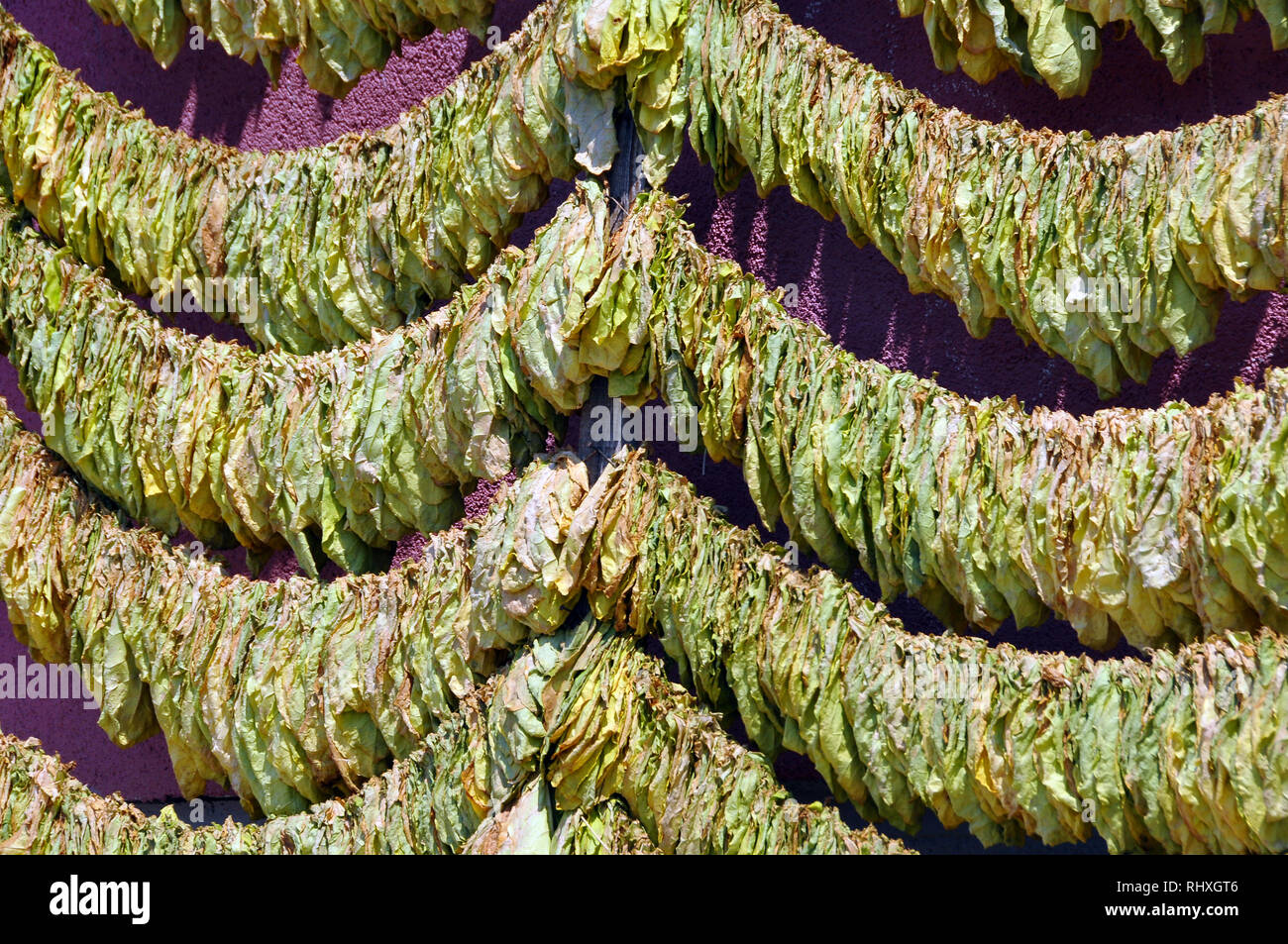 Tobacco leaf drying in the town of Prilep. Macedonia, Europe Stock Photo