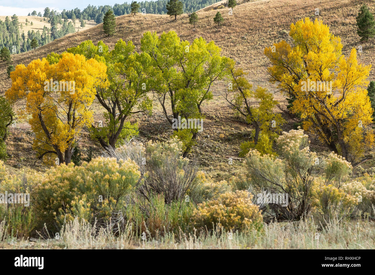 Colourful Cottonwood trees with yellow foliage in Elizabethtown, New