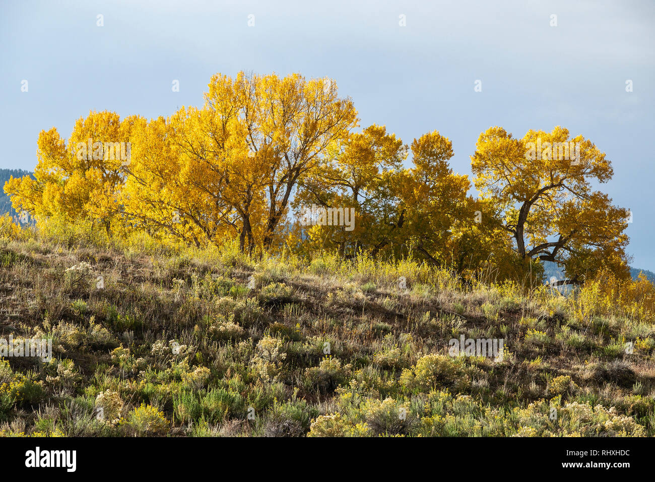 Colourful Cottonwood trees with colourful golden yellow autumn foliage