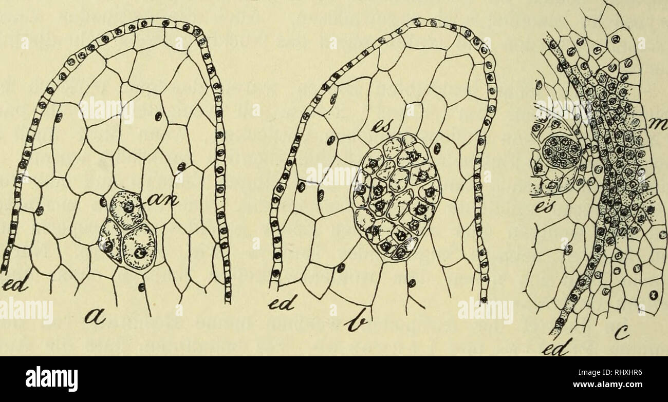 . Beihefte zum Botanischen Centralblatt. Botany. 200 Juel, Zur Entwickelungsgeschichte d. Samens v. Cynomorium. eine neue Serie verfertigt. Dieser gehört der in c abgebildete Schnitt, welcher an einem medianen Längsschnitt der Samenanlage das Endosperm. das Embryo und das Mikropylargewebe vorführt. Es ist deutlich, dass jene drei grossen Zellen am basalen Ende des Endosperms lagen und nichts als die Antipoden sein können. Das- selbe Verhältnis finde ich noch in anderen Präparaten, und ich glaube daher nicht an die angebliche Teilung der Antipoden bei Cynomorium. Das Verhalten des Nucellus währ Stock Photo