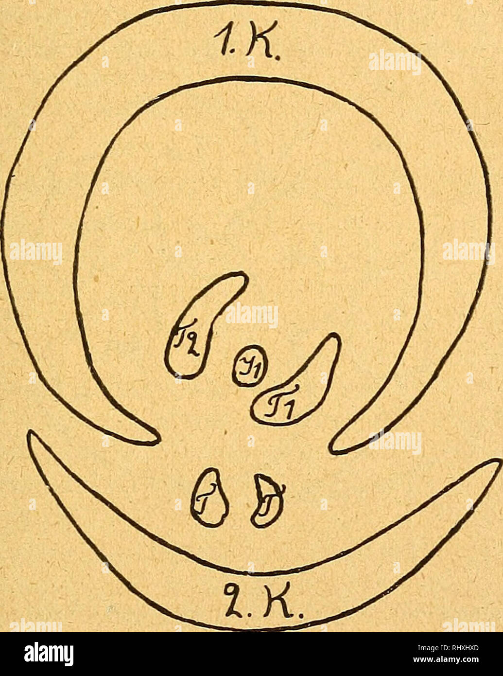 . Beihefte zum botanischen Centralblatt. Plants. O e h 1 k e r s