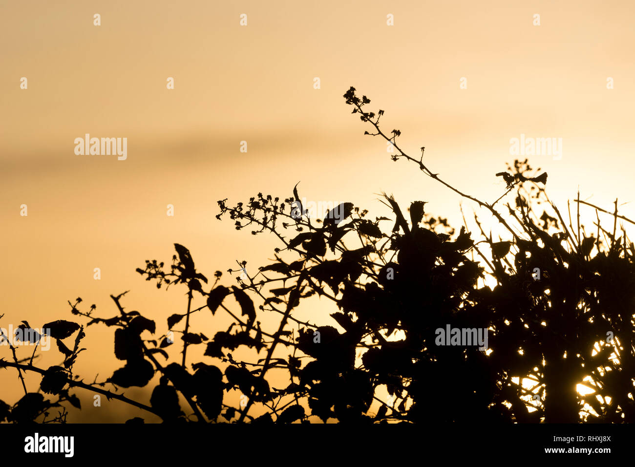 The top of a hedgerow silhouetted in winter, Warwickshire, UK Stock Photo