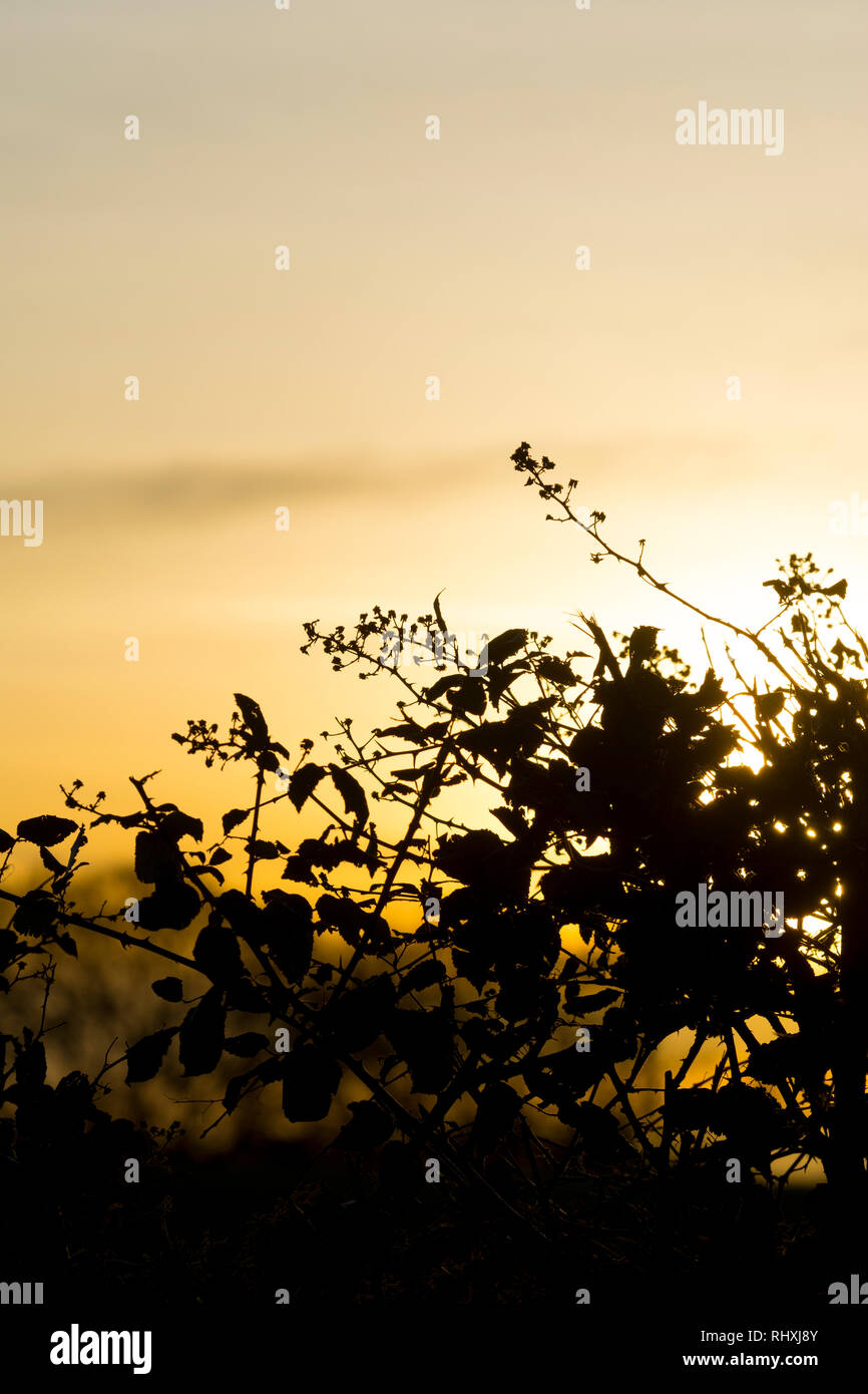 The top of a hedgerow silhouetted in winter, Warwickshire, UK Stock Photo