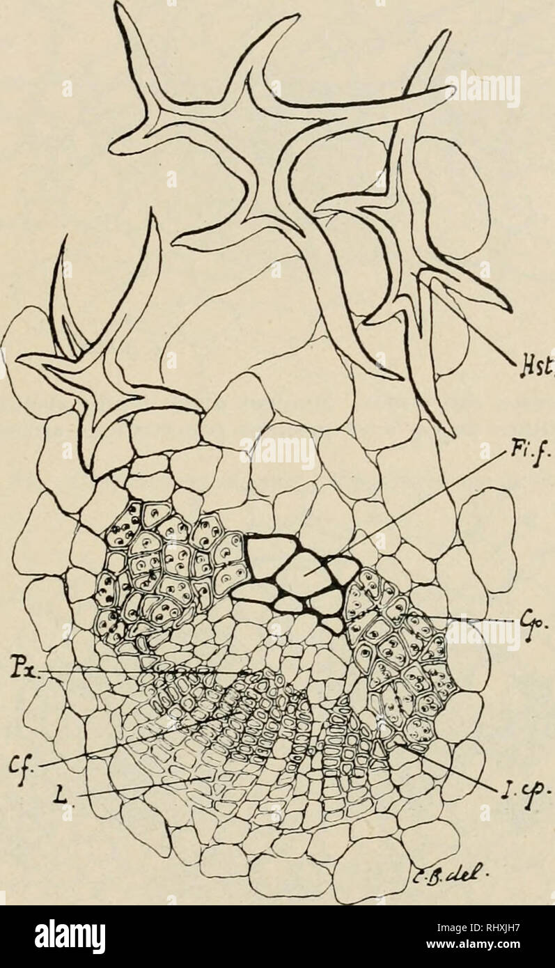 . Beihefte zum botanischen Centralblatt. Plants. Bernard, Le bois centripete dans les feuilles de Coniferes. 299 Seiadopitifs. 8. verticiUafa, Sieb, et Zucc. sera vite decrit, car il n'apporte pas grand'cliose de nouveau ä nos con- naissances. Les fibres etoilees du mesophylle ont ete liomolo- guees aux cellules de l'hydrostereoine. On sait que les botanistes se sont divises sur le fait de savoir si les appendices assimilateurs de cette plante sont des feuilles ou des cladodes. Je n'ai pas porte mes recherclies dans cette direction, et je ne puis prendre. Fig. 78. Sciadopitys verticillata. Soi Stock Photo