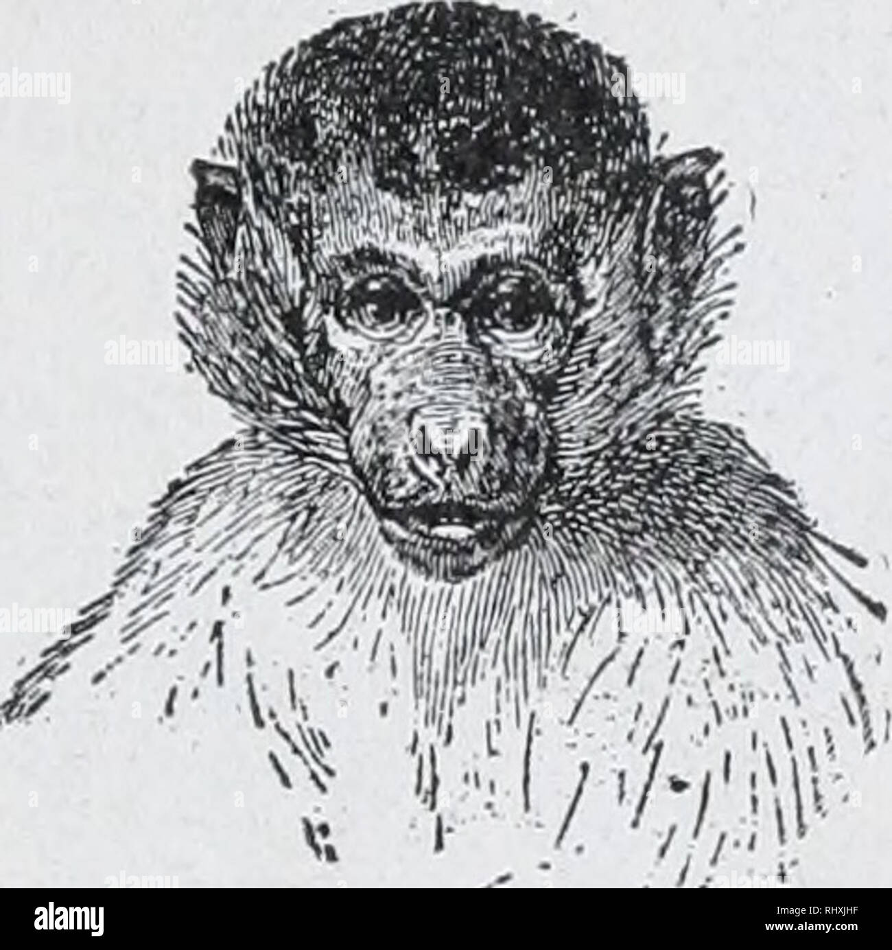 Tailless Monkey High Resolution Stock Photography and Images Alamy