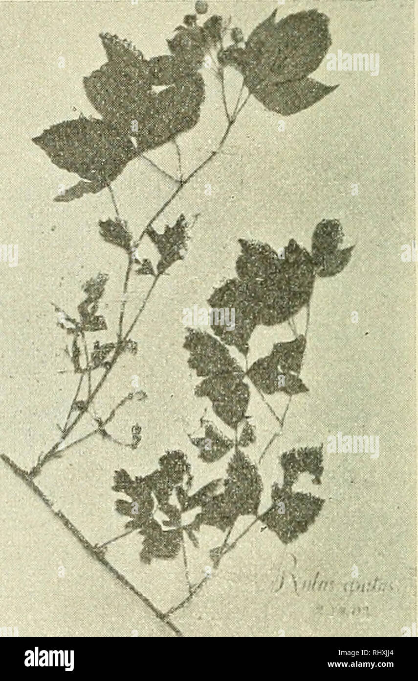 . Beihefte zum botanischen Centralblatt. Plants. Eig. 5. Fig. 6. Kahlfraß -gut vertragen. Die Schößlinge wachsen nach dem Fräße weiter und entwickeln viele, normal aussehende Blätter. Die vegetativ-floralen Sproßsysteme verhalten sich je nach der. Blütezeit der Rubus-Formen, verschieden. Einige, u. a. R. Idaeus und Formen der suberectus-Grarj-pe, stehen zur Zeit der größten Gefräßigkeit und Wanderlust der Groldafterraupen - - gewöhn- lich anfangs Juni - - in voller Blüte; es sind also sämtliche Blattorgane, florale und vegetative, dem Fräße preisgegeben. Die Beschädigung dieser Blütensproßsyst Stock Photo