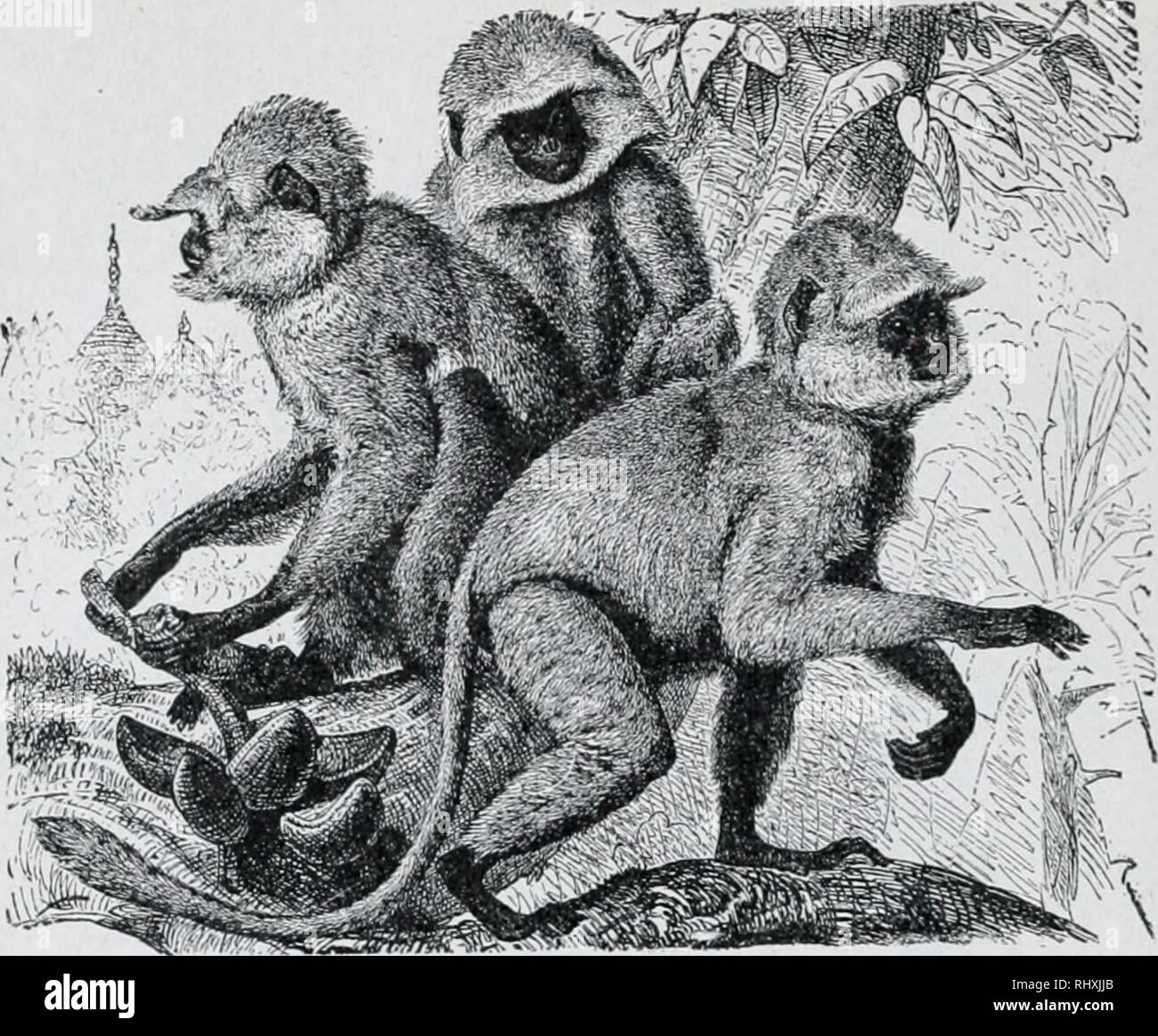 . Beginners zoology. Zoology. 220 BEGINNERS' ZOOLOGY. Fig. 401. —Sacked ...