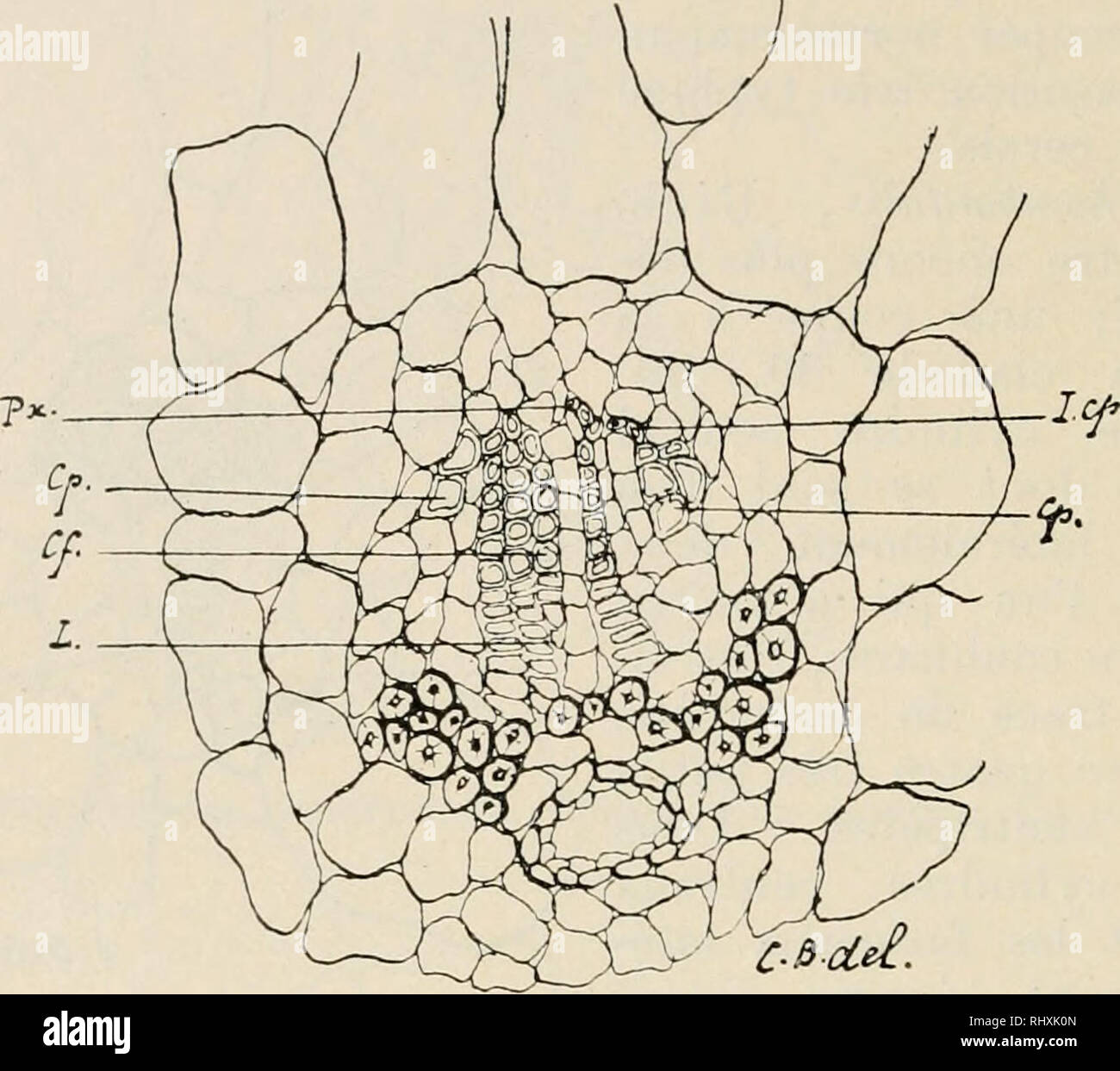 . Beihefte zum botanischen Centralblatt. Plants. 284 B ernard, Le bois centripete dans les feuilles de Coniferes. accentue la reduction du centrifuge et l'angmentation du centri- pete, lequel, en arc de cercle, avec ses elements plus grands, spirales oii areoles ä Texterieur, indique bien un faisceau me- sarclie.. C-Sdei. Fig-, 44. Phyllocladus hypophylla. Milieu d'nii cladode. Cp tres peu. deve- loppe eil 2 ailes.. Please note that these images are extracted from scanned page images that may have been digitally enhanced for readability - coloration and appearance of these illustrations may no Stock Photo