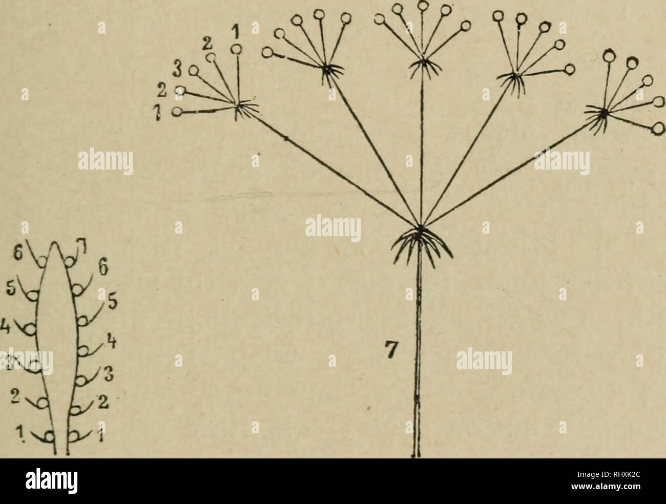 . Beginners' botany. Botany. Fig. 22i. —Forms of Centripetal, Flower