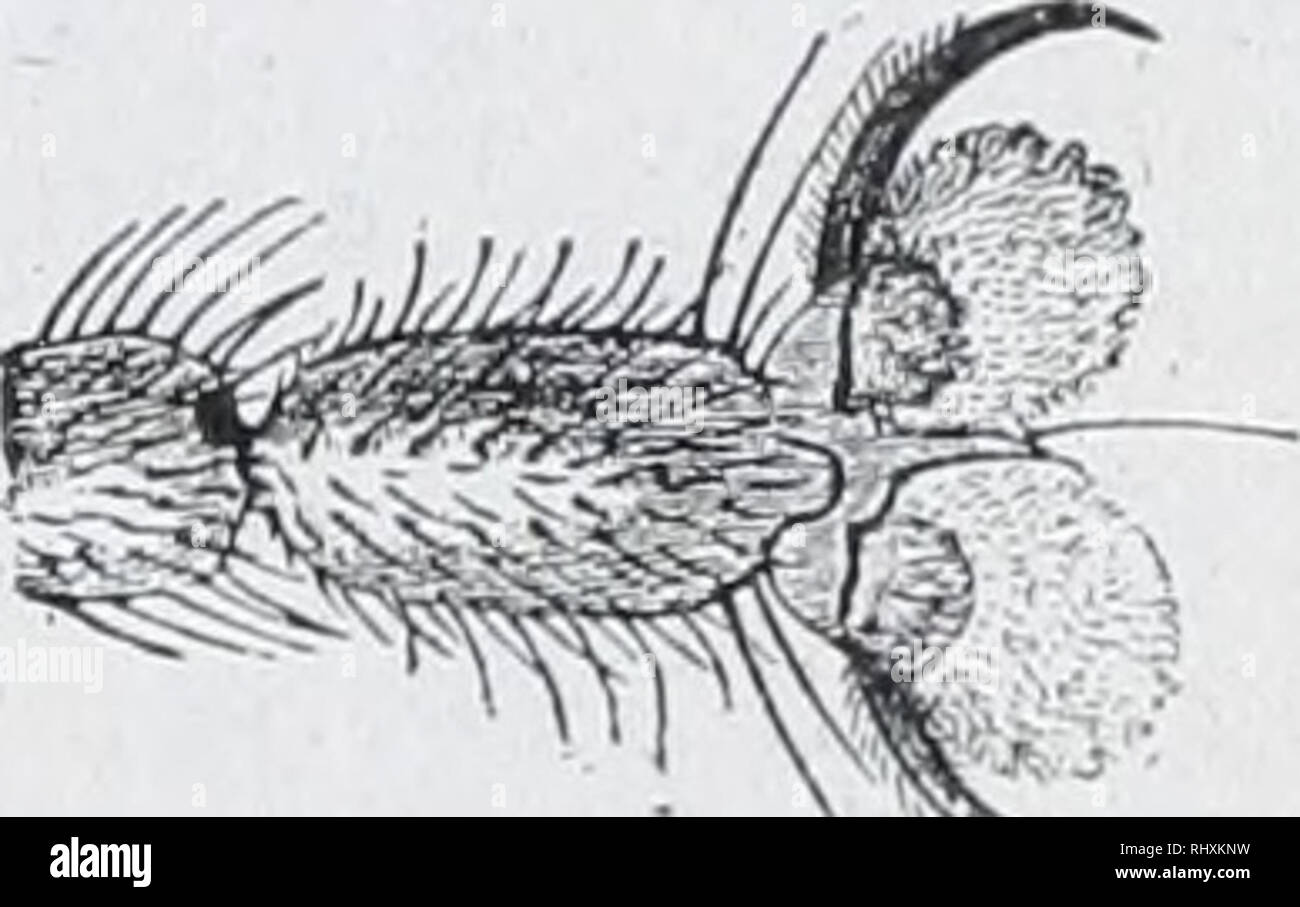 Zoology divisions of birds hi-res stock photography and images - Alamy
