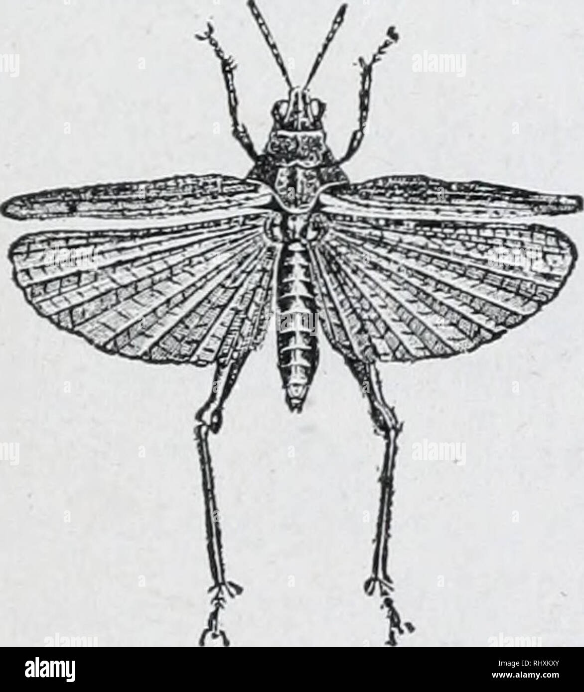 Beginners zoology. Zoology. Fig. J11.--.4, Row of Spines, s, used in  chirping. B, the same more enlarged largest joint of the hind leg for a  I'ozv of small spines visi- ble