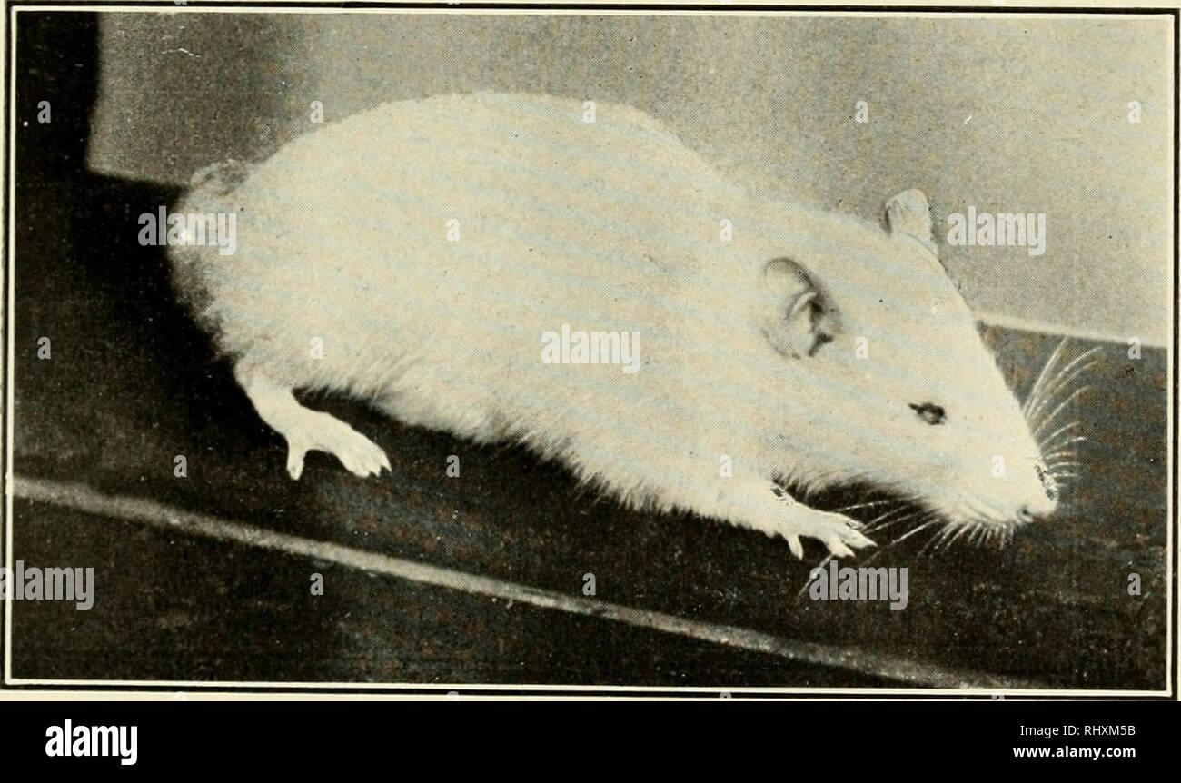 albino 3 disconinuted albino 3 disconinuted