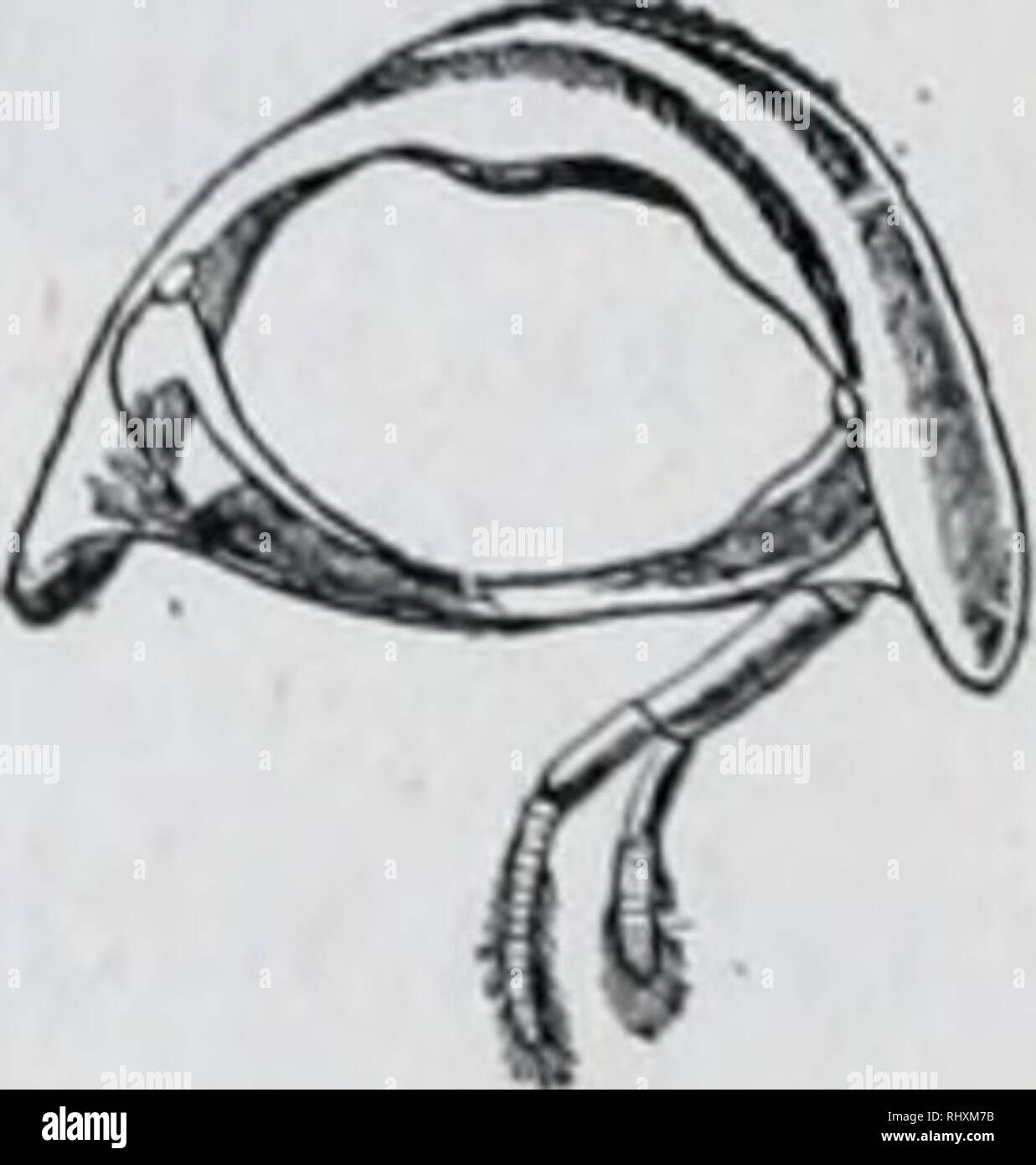 . Beginners zoology. Zoology. Fig. 83.—Lateral view of Crawfish. What