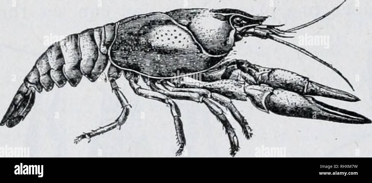 . Beginners zoology. Zoology. 54 BEGINNERS' ZOOLOGY. Fig. 83.—Lateral