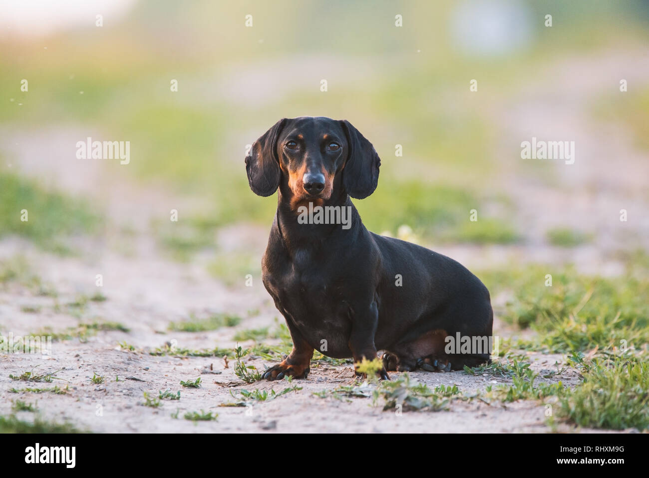 Cute black dachshund Stock Photo