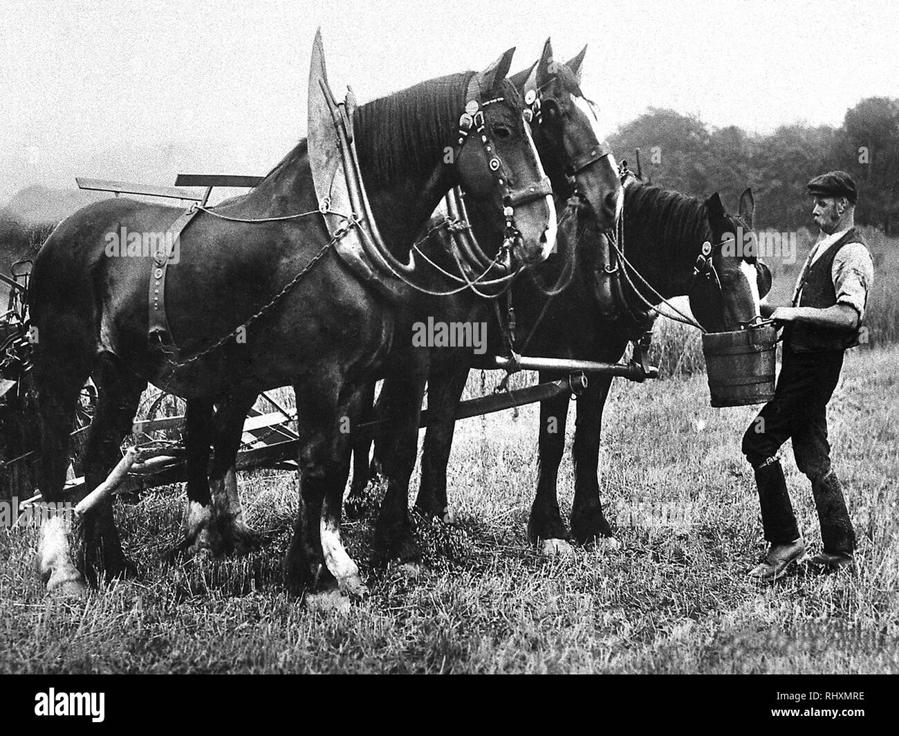 Shire horses Stock Photo
